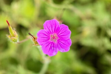 Ooievaarsbek Geranium sanguineum 'Tiny Monster' 5-10 pot P9 Geranium sanguineum 'Tiny Monster'