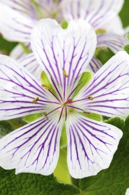 Geranium versicolor