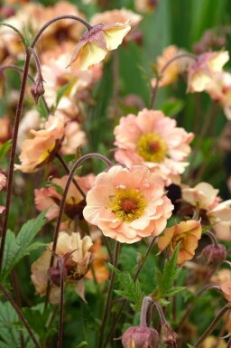 Geum chiloense 'Mai Tai'