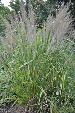 Diamantgras Calamagrostis brachytricha Pot Calamagrostis brachytricha