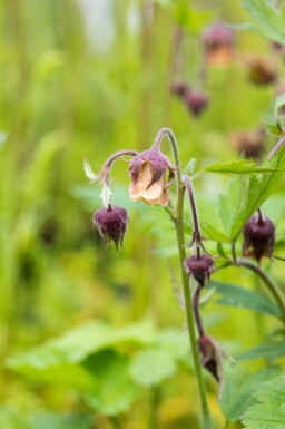 Knikkend nagelkruid Geum rivale 5-10 pot P9 Geum rivale