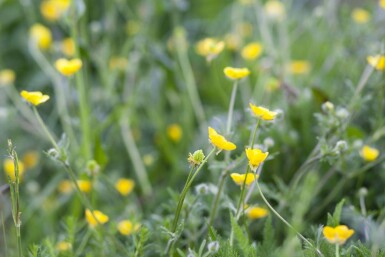 Geum urbanum