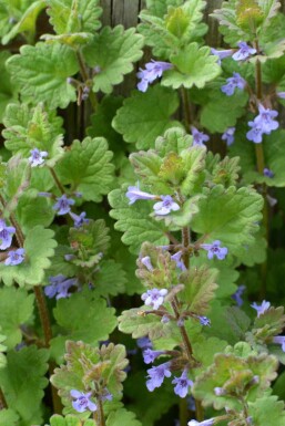 Hondsdraf Glechoma hederacea 5-10 pot P9 Glechoma hederacea