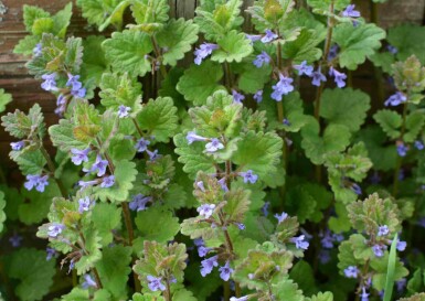 Hondsdraf Glechoma hederacea 5-10 pot P9 Glechoma hederacea
