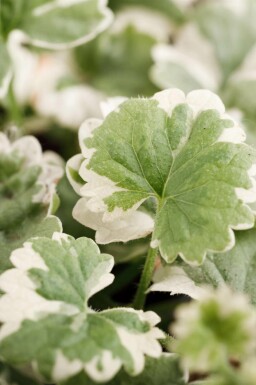 Glechoma hederacea 'Variegata'