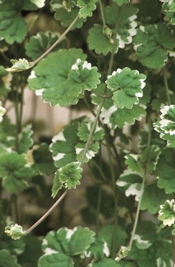 Glechoma hederacea 'Variegata'