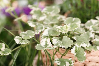 Glechoma hederacea 'Variegata'