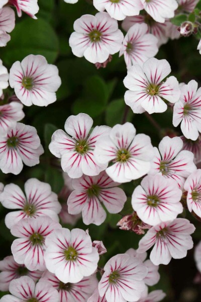Gypsophila cerastioides