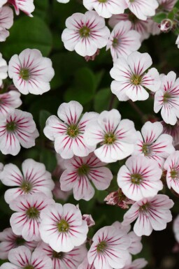 Gypsophila cerastioides