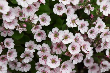 Gypsophila cerastioides