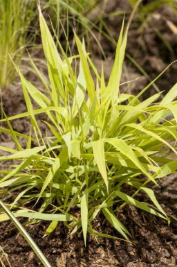 Hakonegras Hakonechloa macra 'Allgold' 5-10 pot P9 Hakonechloa macra 'Allgold'