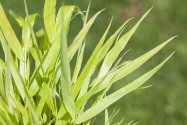 Hakonegras Hakonechloa macra 'Allgold' 5-10 pot P9 Hakonechloa macra 'Allgold'