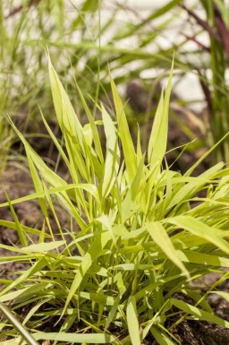 Hakonechloa macra 'Allgold'