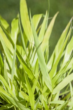 Hakonechloa macra 'Allgold'