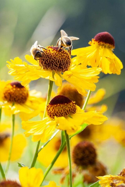 Helenium bigelovii 'The Bishop'