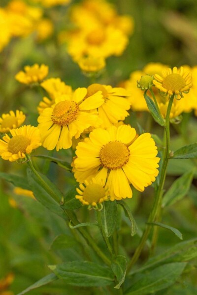 Zonnekruid Helenium hybride 'Kanaria' 5-10 pot P9 Helenium hybride 'Kanaria'