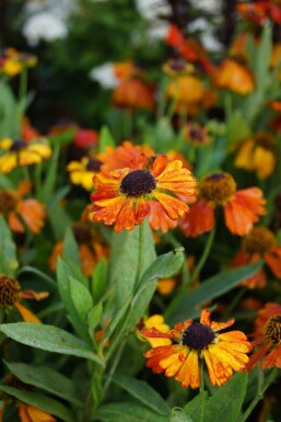 Zonnekruid Helenium 'Mardi Gras' 5-10 pot P9 Helenium 'Mardi Gras'