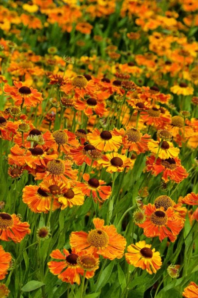 Zonnekruid Helenium 'Waltraut' 5-10 pot P9 Helenium 'Waltraut'