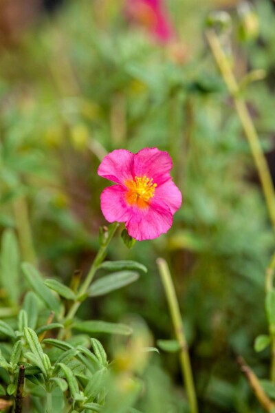 Helianthemum 'Ben Hope'