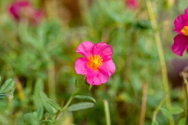 Zonneroosje Helianthemum 'Ben Hope' 5-10 pot P9 Helianthemum 'Ben Hope'