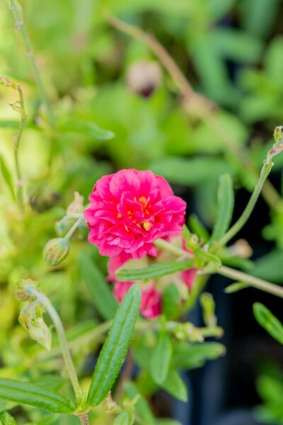 Helianthemum 'Cerise Queen'