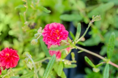 Zonneroosje Helianthemum 'Cerise Queen' 5-10 pot P9 Helianthemum 'Cerise Queen'