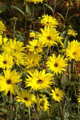 Zonnebloem Helianthus atrorubens 5-10 pot P9 Helianthus atrorubens