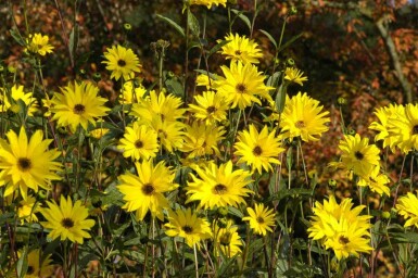 Zonnebloem Helianthus atrorubens 5-10 pot P9 Helianthus atrorubens
