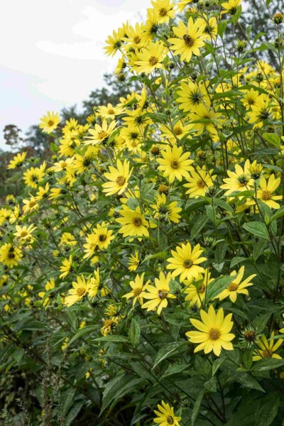 Helianthus microcephalus 'Lemon Queen'