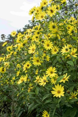Zonnebloem Helianthus microcephalus 'Lemon Queen' 5-10 pot P9 Helianthus microcephalus 'Lemon Queen'