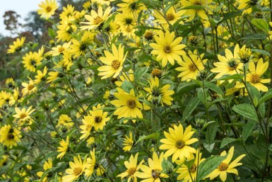 Zonnebloem Helianthus microcephalus 'Lemon Queen' 5-10 pot P9 Helianthus microcephalus 'Lemon Queen'
