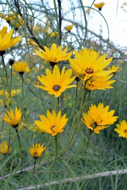 Wilgbladige zonnebloem Helianthus salicifolius 5-10 pot P9 Helianthus salicifolius