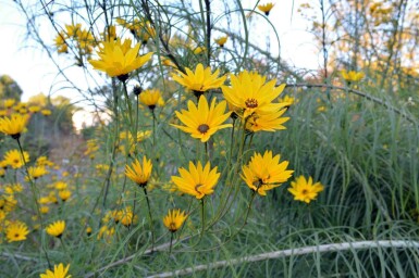 Wilgbladige zonnebloem Helianthus salicifolius 5-10 pot P9 Helianthus salicifolius