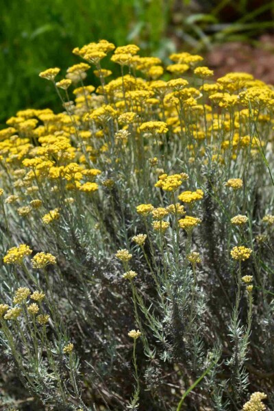 Helichrysum italicum