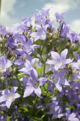 Klokjesbloem Campanula lactiflora 'Prichard's Variety' Pot Campanula lactiflora 'Prichard's Variety'
