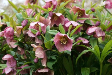 Nieskruid Helleborus orientalis 5-10 pot P9 Helleborus orientalis