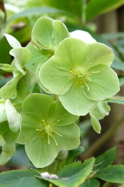 Nieskruid Helleborus sternii 5-10 pot P9 Helleborus sternii