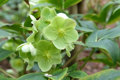 Nieskruid Helleborus sternii 5-10 pot P9 Helleborus sternii