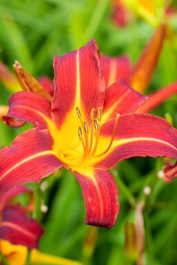 Hemerocallis 'Autumn Red'