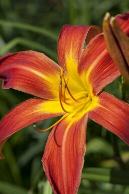 Hemerocallis 'Autumn Red'