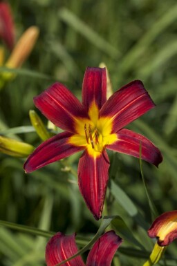 Hemerocallis 'Autumn Red'