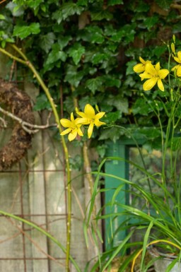 Hemerocallis 'Citrina'