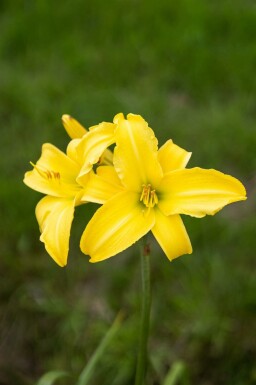 Daglelie Hemerocallis 'Corky' 5-10 pot P9 Hemerocallis 'Corky'