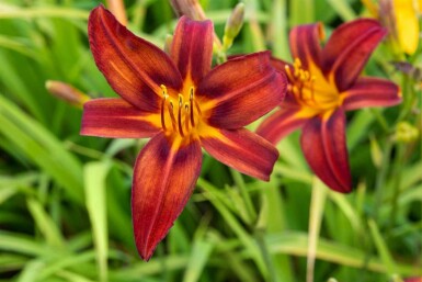 Daglelie Hemerocallis 'Crimson Pirate' 5-10 pot P9 Hemerocallis 'Crimson Pirate'