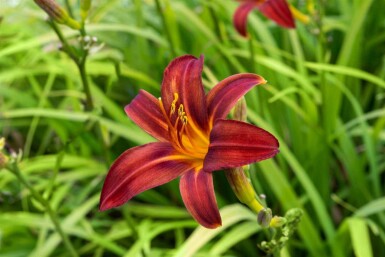Daglelie Hemerocallis 'Crimson Pirate' 5-10 pot P9 Hemerocallis 'Crimson Pirate'