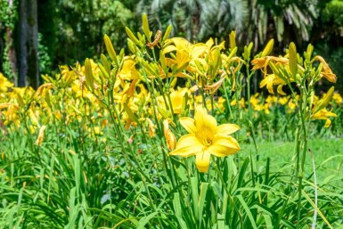 Hemerocallis flava