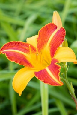 Daglelie Hemerocallis 'Frans Hals' 5-10 pot P9 Hemerocallis 'Frans Hals'