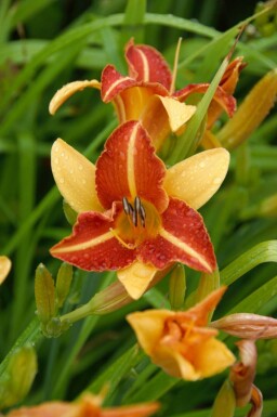 Daglelie Hemerocallis 'Frans Hals' 5-10 pot P9 Hemerocallis 'Frans Hals'