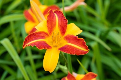 Hemerocallis 'Frans Hals'