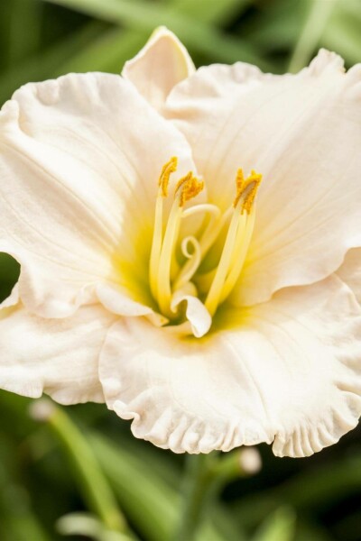Hemerocallis 'Gentle Shepherd'
